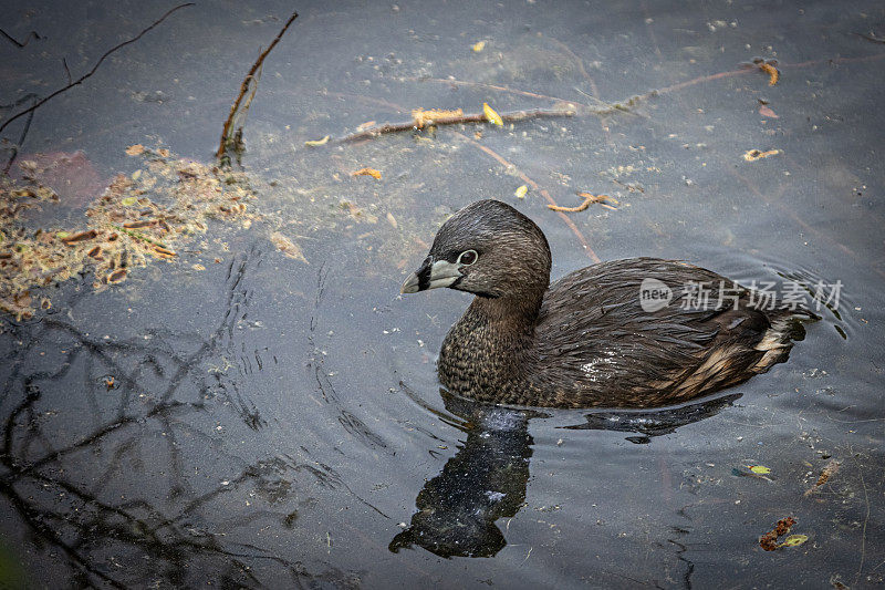 各种各样的账单grebe, pid -billed grebe, American dabchick。